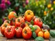 tomatenzauber-vegan-leckere-rezepte-mit-sonnengereiften-tomaten